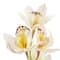 8 Pack: Cream Boat Orchid Stem by Ashland®